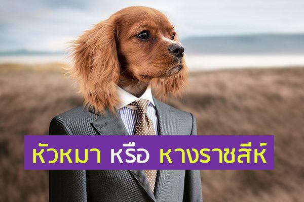 หัวหมา VS หางราชสีห์