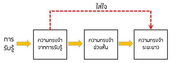 โครงสร้างของความทรงจำมนุษย์